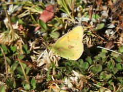 Colias vauthierii