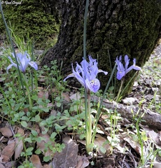 Iris histrio
