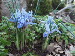 Iris histrio