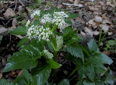 Lecokia cretica