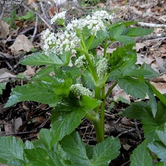 Lecokia cretica