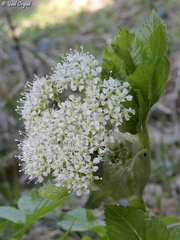 Lecokia cretica