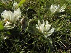 Ornithogalum lanceolatum