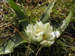 Ornithogalum lanceolatum