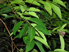 Syzygium pycnanthum