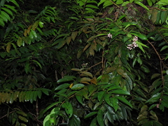 Syzygium pycnanthum