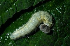 Abraximorpha davidii