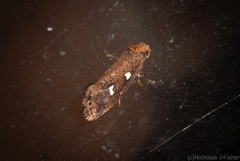 Azaleodes micronipha