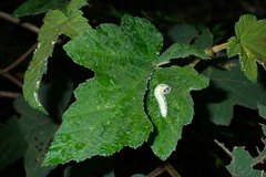 Abraximorpha davidii