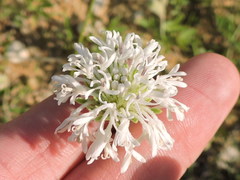 Marshallia caespitosa