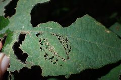 Abraximorpha davidii