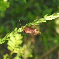 Athaumastus haematicus