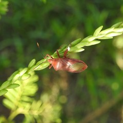 Athaumastus haematicus