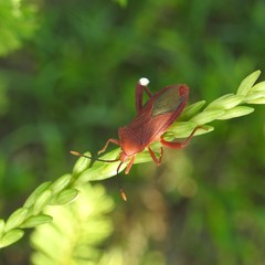 Athaumastus haematicus