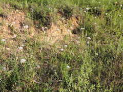 Marshallia caespitosa