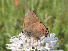 Satyrium favonius