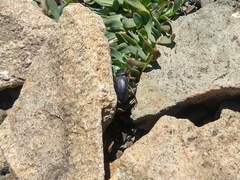 Cylydrorhinus angulatus