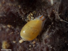 Gibberula secreta