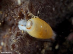 Gibberula secreta