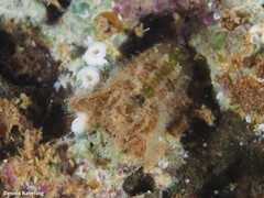 Sphaeroma serratum