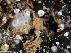 Amphipholis squamata