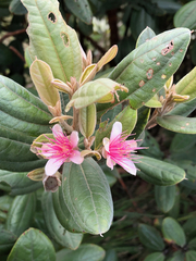 Rhodomyrtus tomentosa