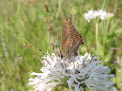 Satyrium favonius