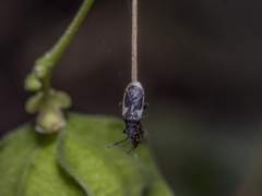 Oxycarenus