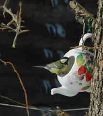 Parus major