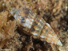 Cerithium lividulum