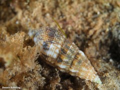 Cerithium lividulum