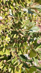 Eugenia capensis