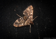 Nacoleia glageropa