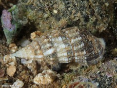 Cerithium lividulum
