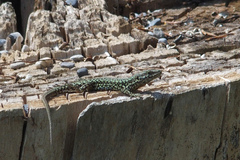 Podarcis muralis