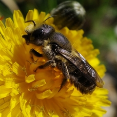 Osmia latreillei