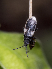 Oxycarenus