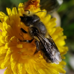 Osmia latreillei