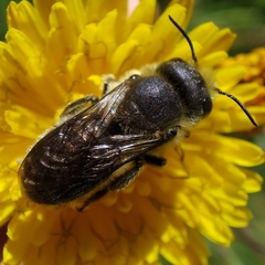 Osmia latreillei