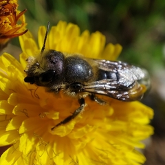 Osmia latreillei