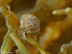 Tricolia pullus