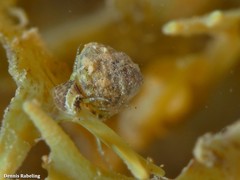 Tricolia pullus
