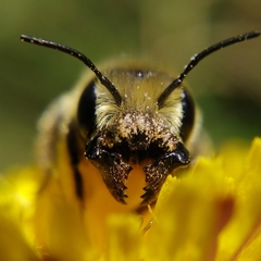 Osmia latreillei