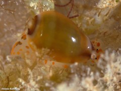 Gibberula epigrus