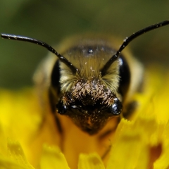 Osmia latreillei