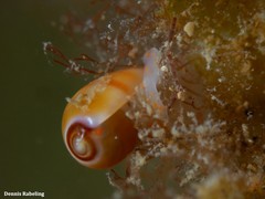 Gibberula epigrus