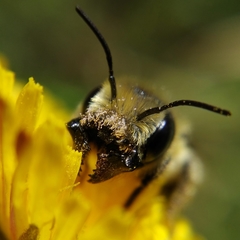 Osmia latreillei