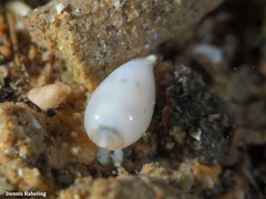Gibberula secreta