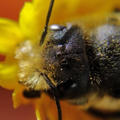 Osmia latreillei