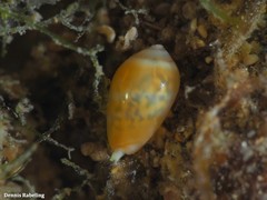 Gibberula